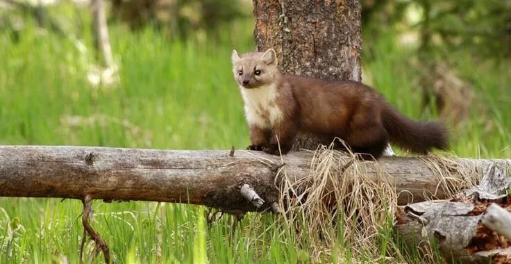 Лесная куница в подмосковье фото Mink on a Log