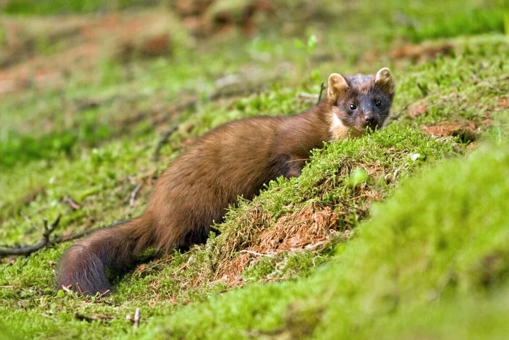 Лесная куница в подмосковье фото Pine Marten JuzaPhoto