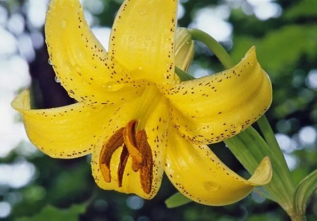 Лесная лилия фото Astonishing lilies - Wander Lord