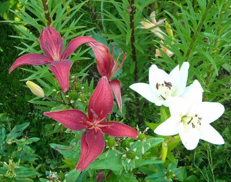 Лесная лилия фото Фотоальбом 2008-2018 - Лилия - Lilium( 20.07.2011 07:39