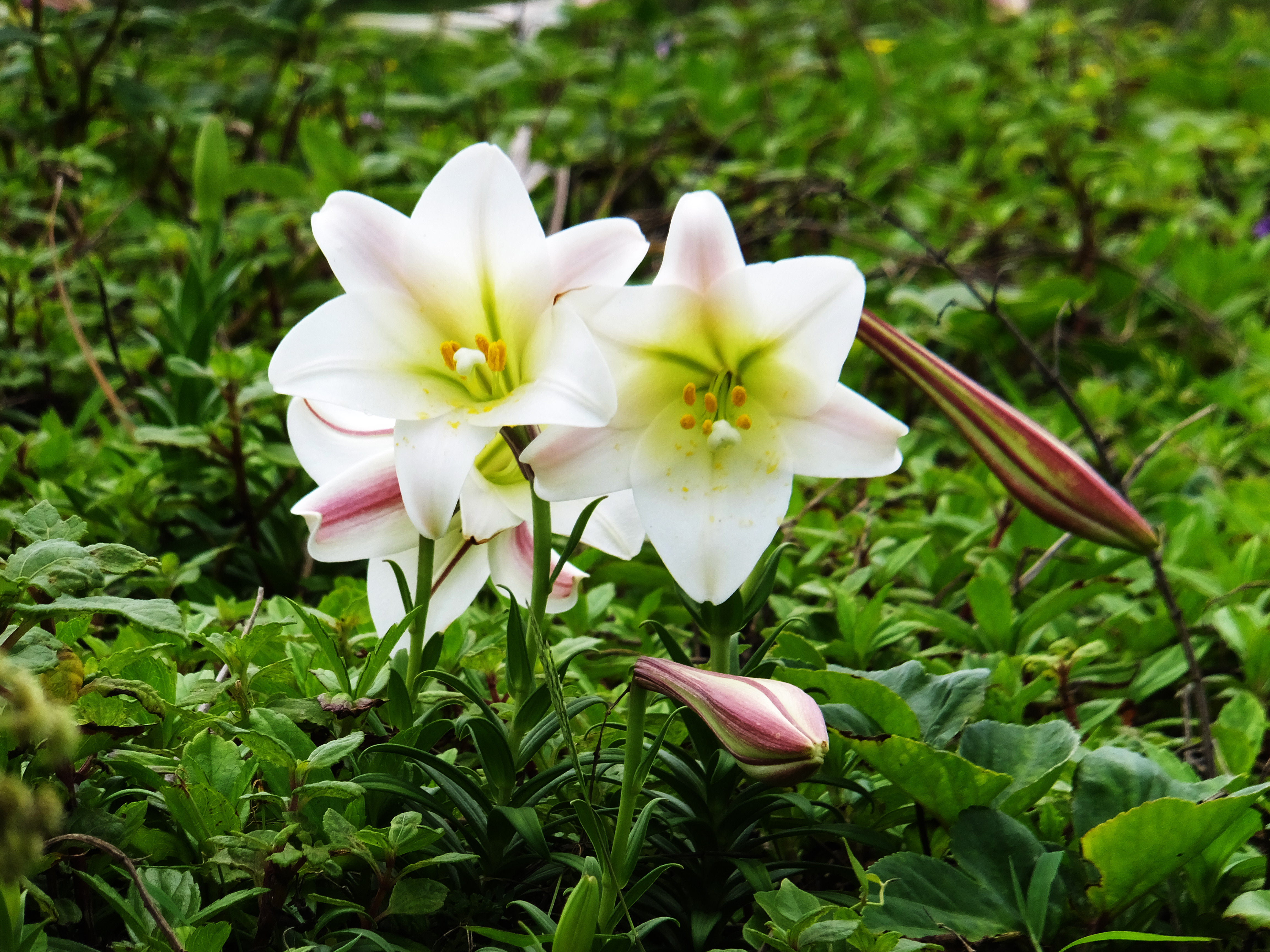 Лесная лилия фото File:台 灣 百 合 Lilium formosanum - panoramio.jpg - Wikimedia Commons