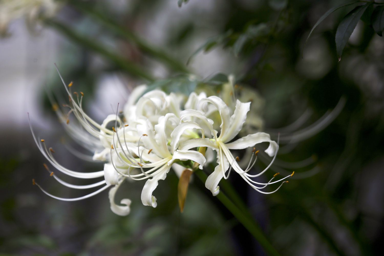 Лесная лилия фото How to Grow and Care for the Spider Lily