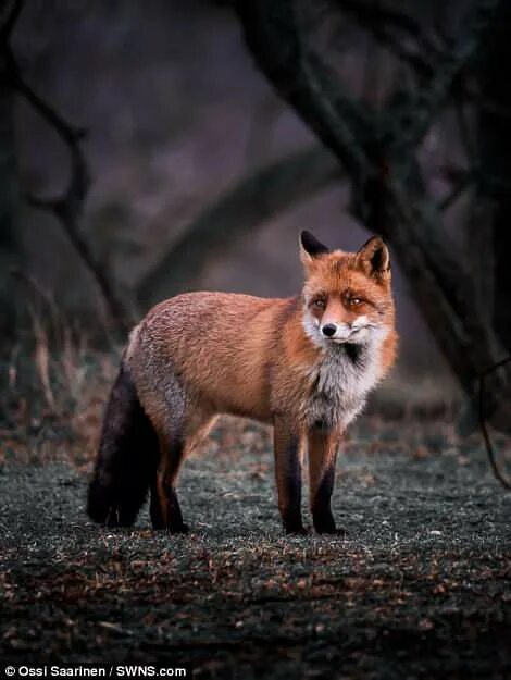Лесная лиса фото Images capture a glimpse into lives of wild foxes and adorable cubs Fox images, 