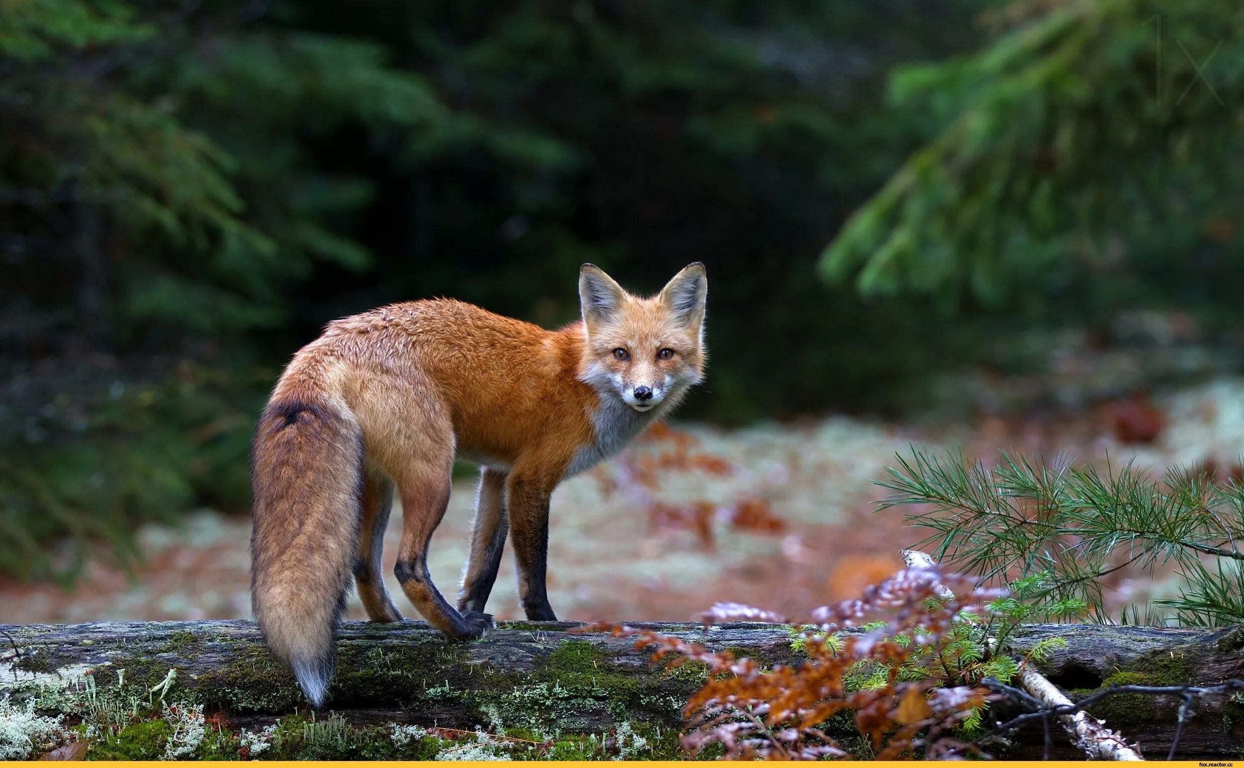 Лесная лиса фото Яндекс.Картинки: поиск похожих картинок Red fox, Fox, Animals