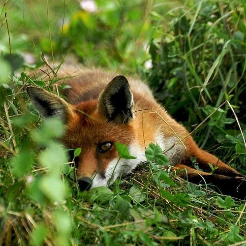 Лесная лиса фото British Wildlife Centre Fox, Animals beautiful, Red fox