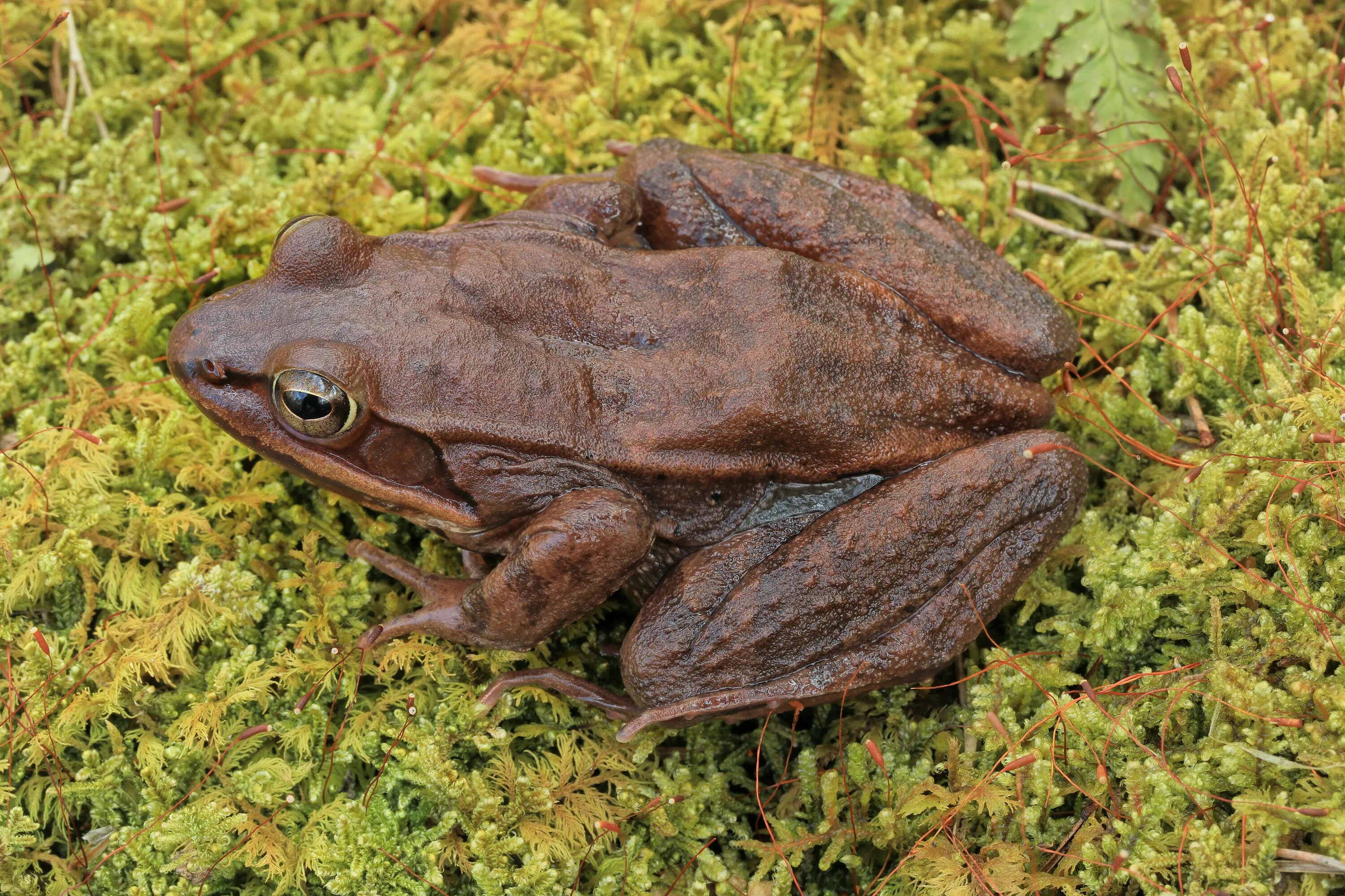 Лесная лягушка фото Лягушка лесная - Lithobates sylvaticus