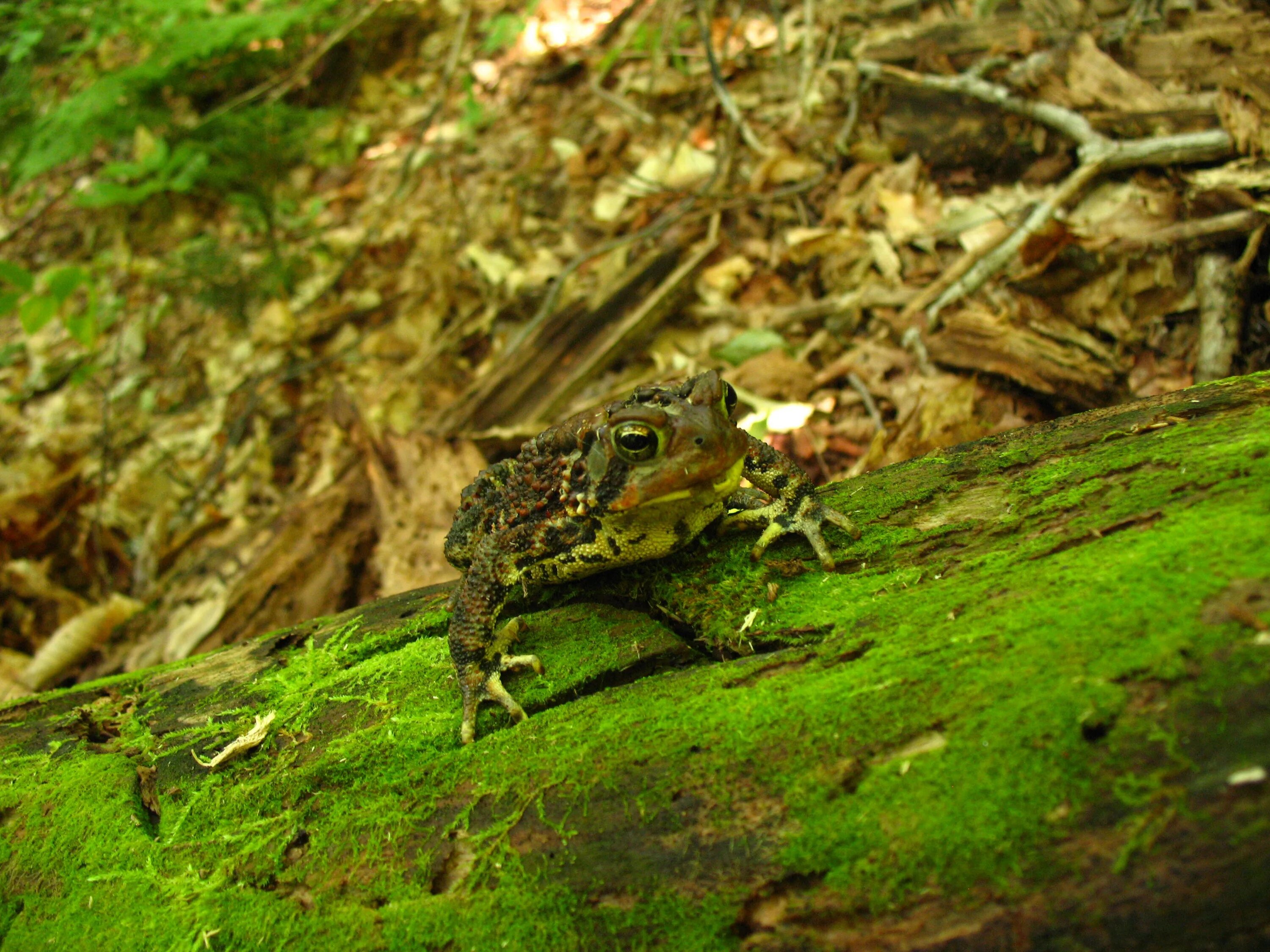 Лесная лягушка фото Free Images : nature, leaf, wildlife, environment, green, jungle, frog, toad, am