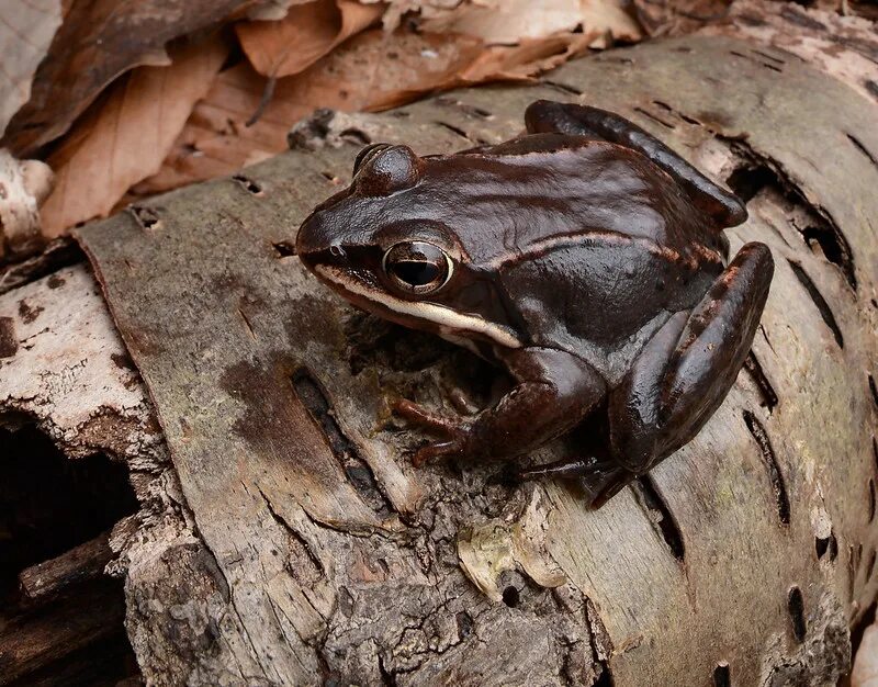 Лесная лягушка фото Лягушка лесная - Lithobates sylvaticus