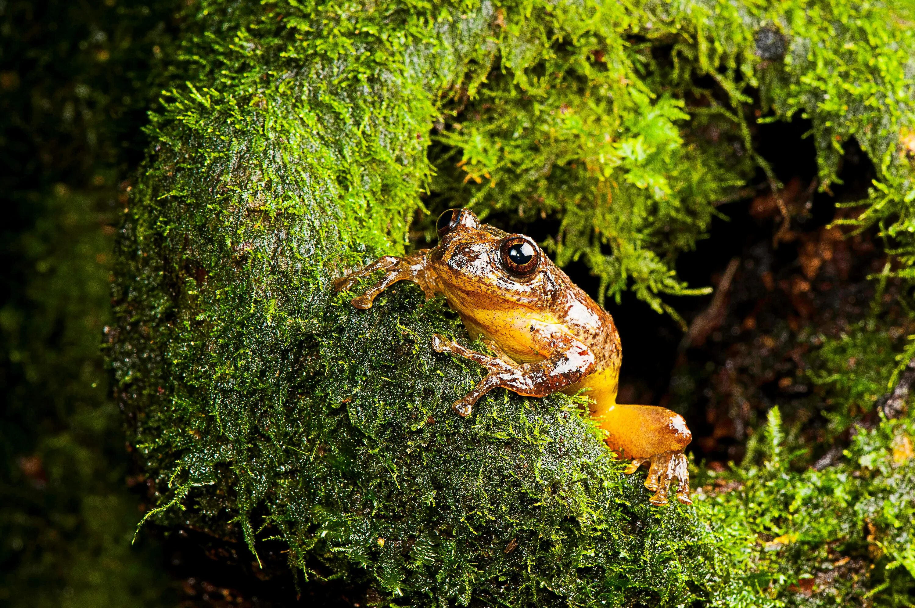 Лесная лягушка фото Scientists ID new genus of tree frogs long thought extinct Fox News