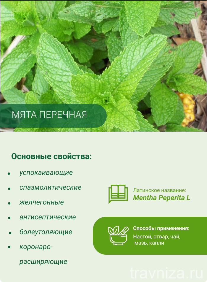 Лесная мята фото полезные свойства Мята перечная - полезные свойства ментола, противопоказания