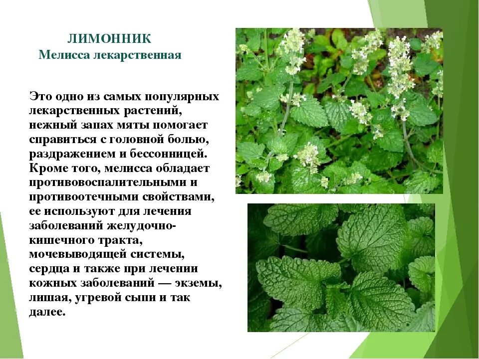 Лесная мята фото полезные свойства Мята описание фото - DelaDom.ru