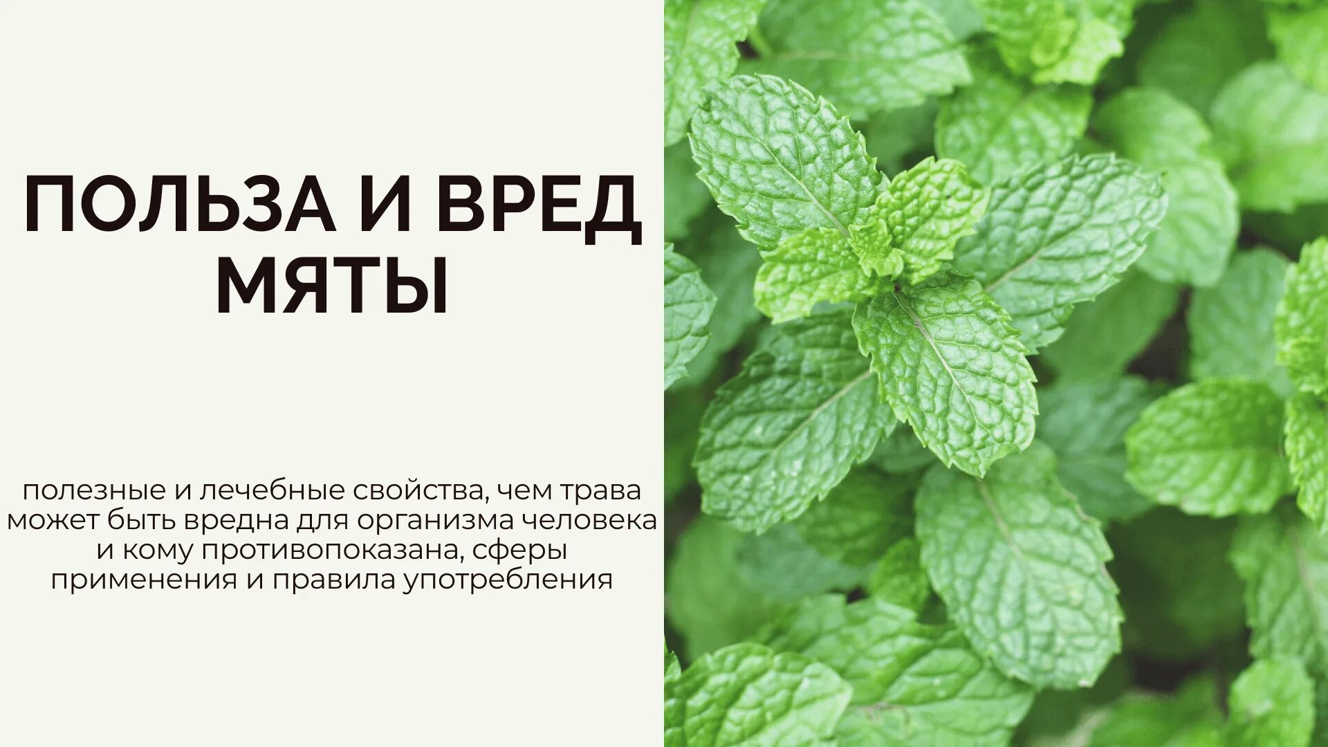 Лесная мята фото полезные свойства Мята при грудном вскармливании, чай с мятой: польза или вред
