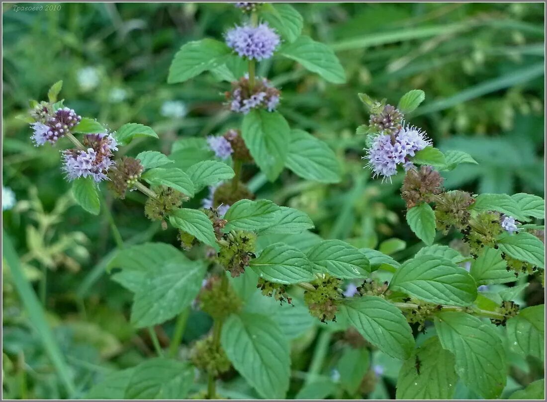 Лесная мята фото полезные свойства Mentha arvensis - Image of an specimen - Plantarium