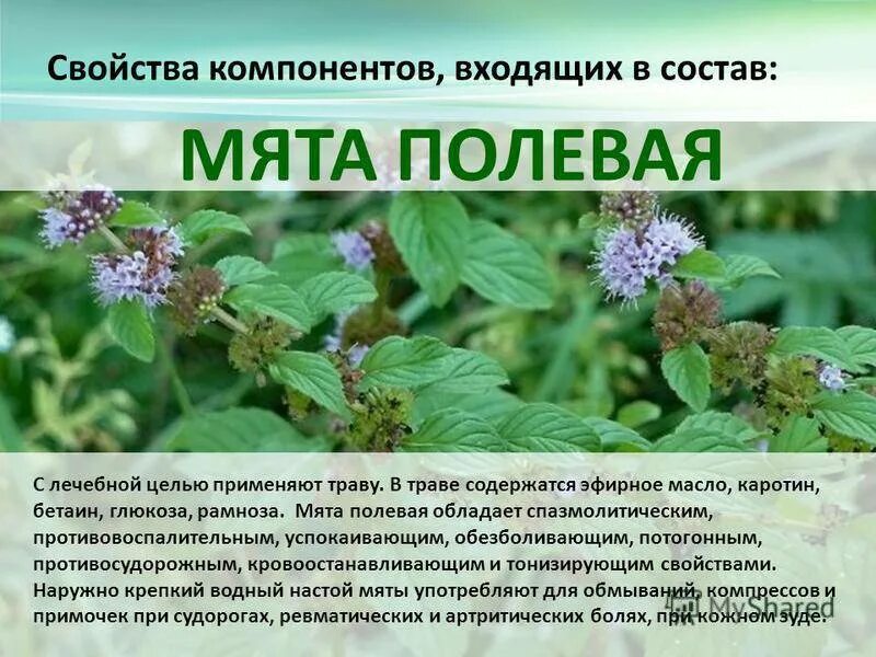Лесная мята фото полезные свойства Виды мяты с названиями и описанием: какие сорта бывают в природе с фото