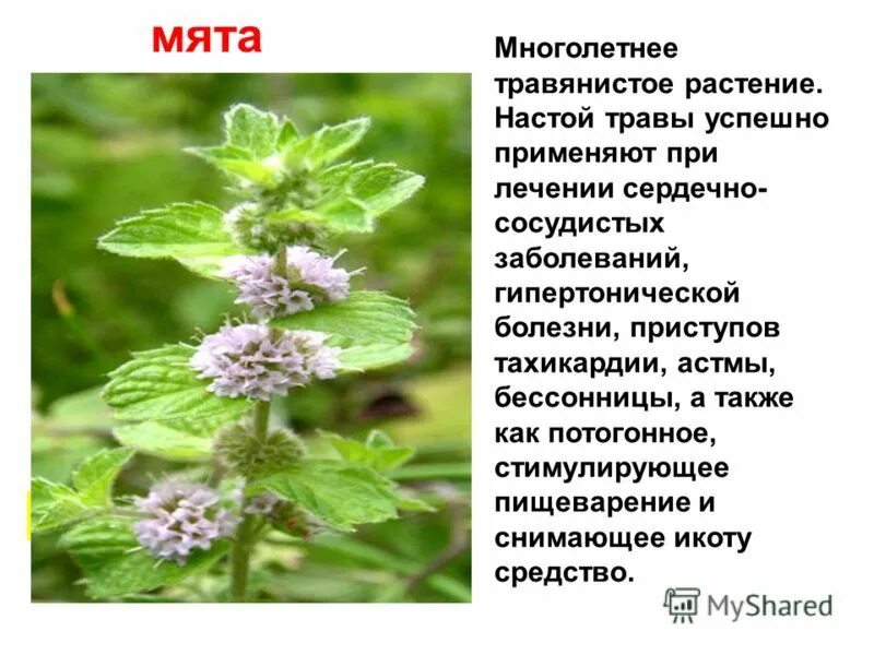 Лесная мята фото полезные свойства мята Целебные травы Постила