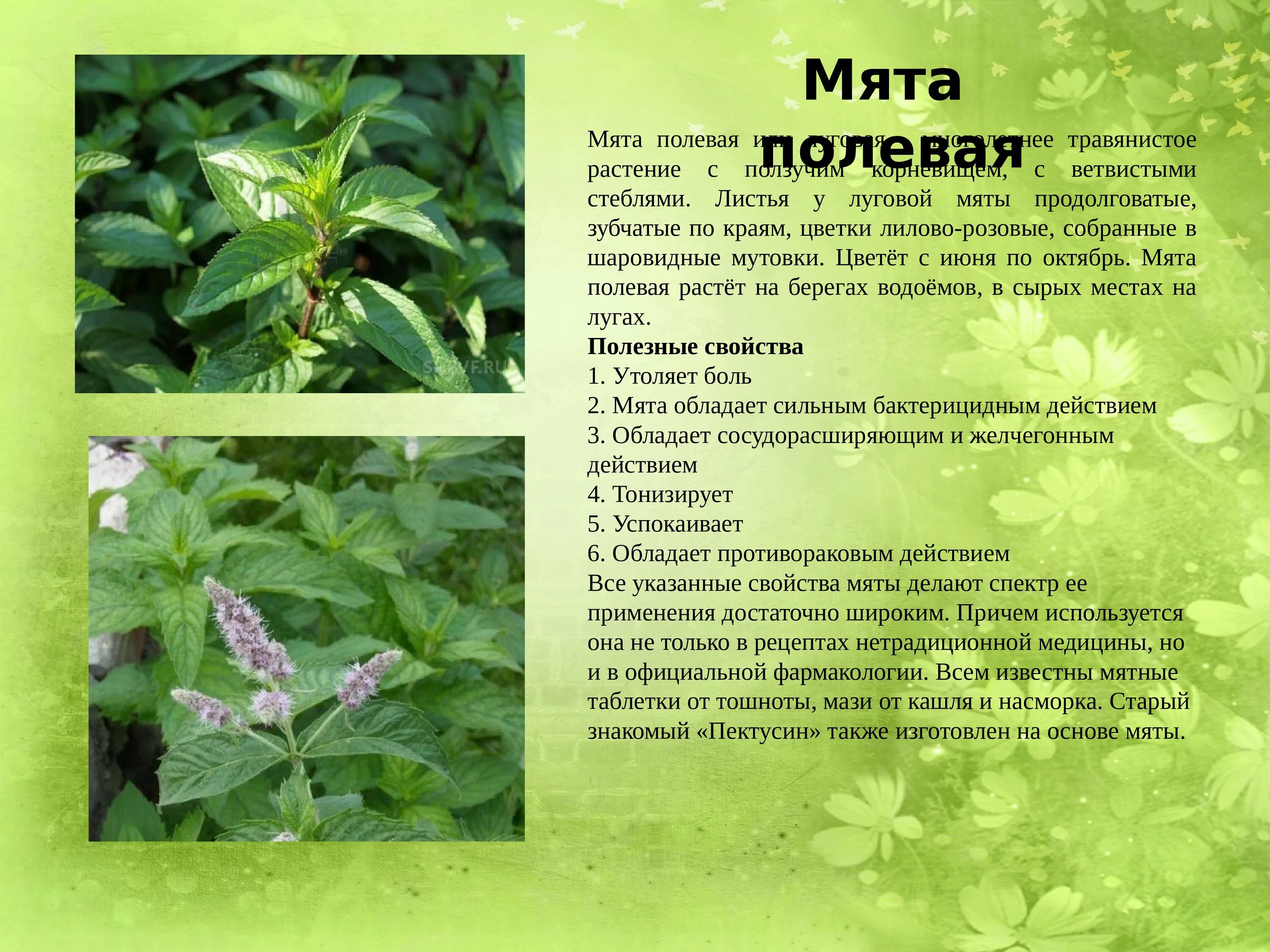 Лесная мята фото полезные свойства Дикой мятой текст: найдено 78 изображений