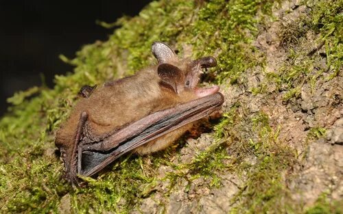 Лесная ночница алтайский заповедник фото Chauve-souris de France Métropolitaine - iNaturalist Australia