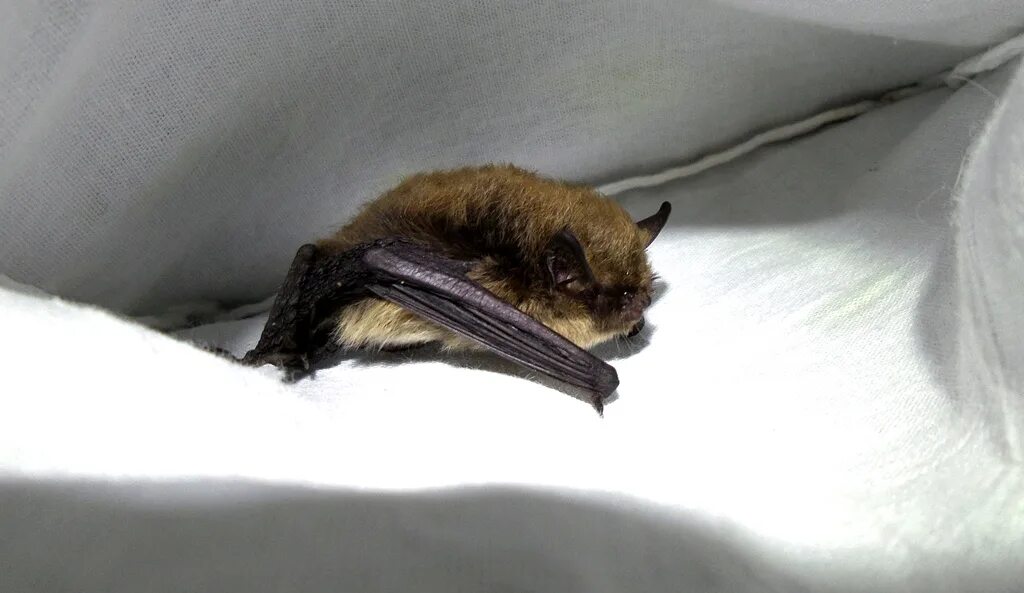 Лесная ночница алтайский заповедник фото Myotis ikonnikovi - Ночница Иконникова