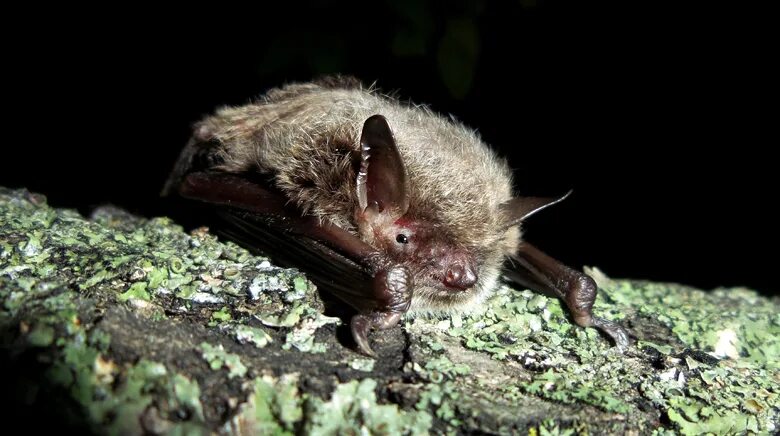 Лесная ночница алтайский заповедник фото Myotis petax