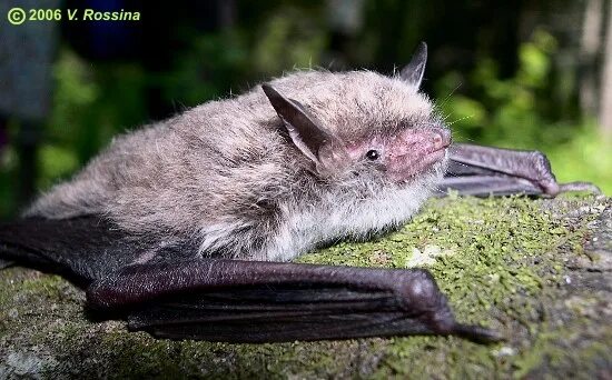 Лесная ночница алтайский заповедник фото Myotis petax
