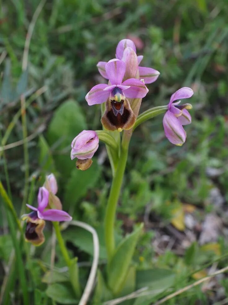 Лесная орхидея фото дикая Island, Woodcock Orchid, Ophrys Scolopax #island, #woodcockorchid, #ophrysscolop
