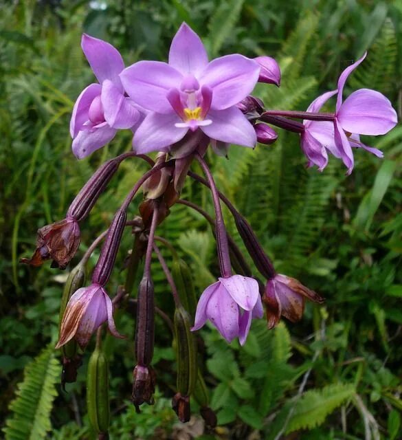 Лесная орхидея фото дикая Island Martinique Wild Orchid - Free photo on Pixabay Exotic orchids, Exotic flo