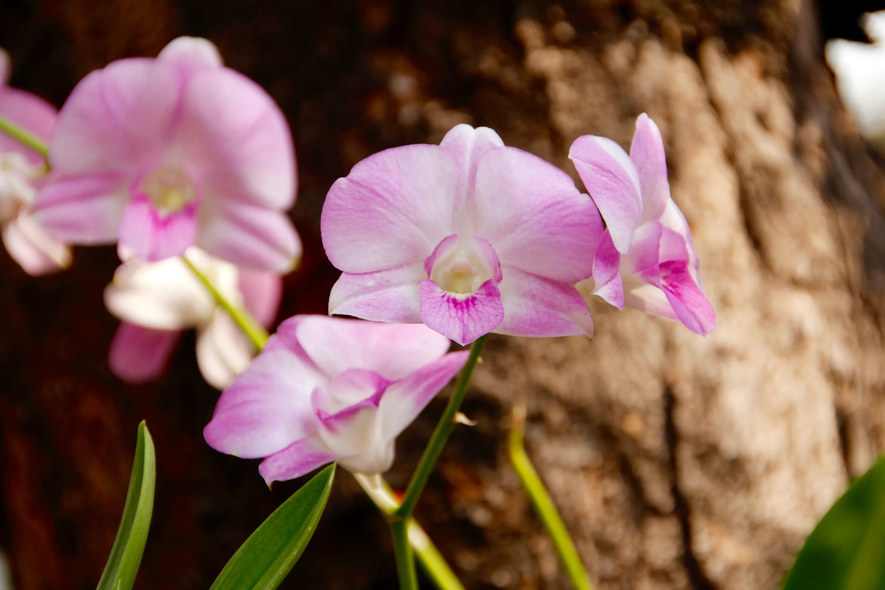 Лесная орхидея цветок фото Free Images : blossom, flower, petal, bloom, wild, botany, close, flora, thailan