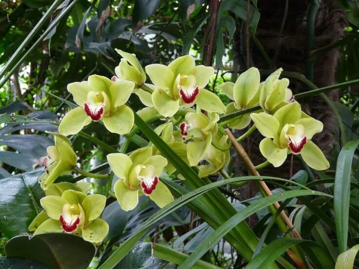Лесная орхидея цветок фото GREEN CYMBIDIUM ORCHID Orchid care, Green flower pictures, Orchid flower