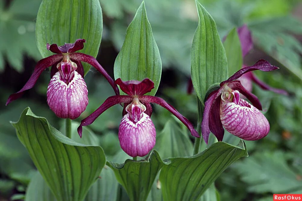 Лесная орхидея цветок фото Фото: Сибирские орхидеи.. Фотограф Светлана Савченко. Природа. Фотосайт Расфокус