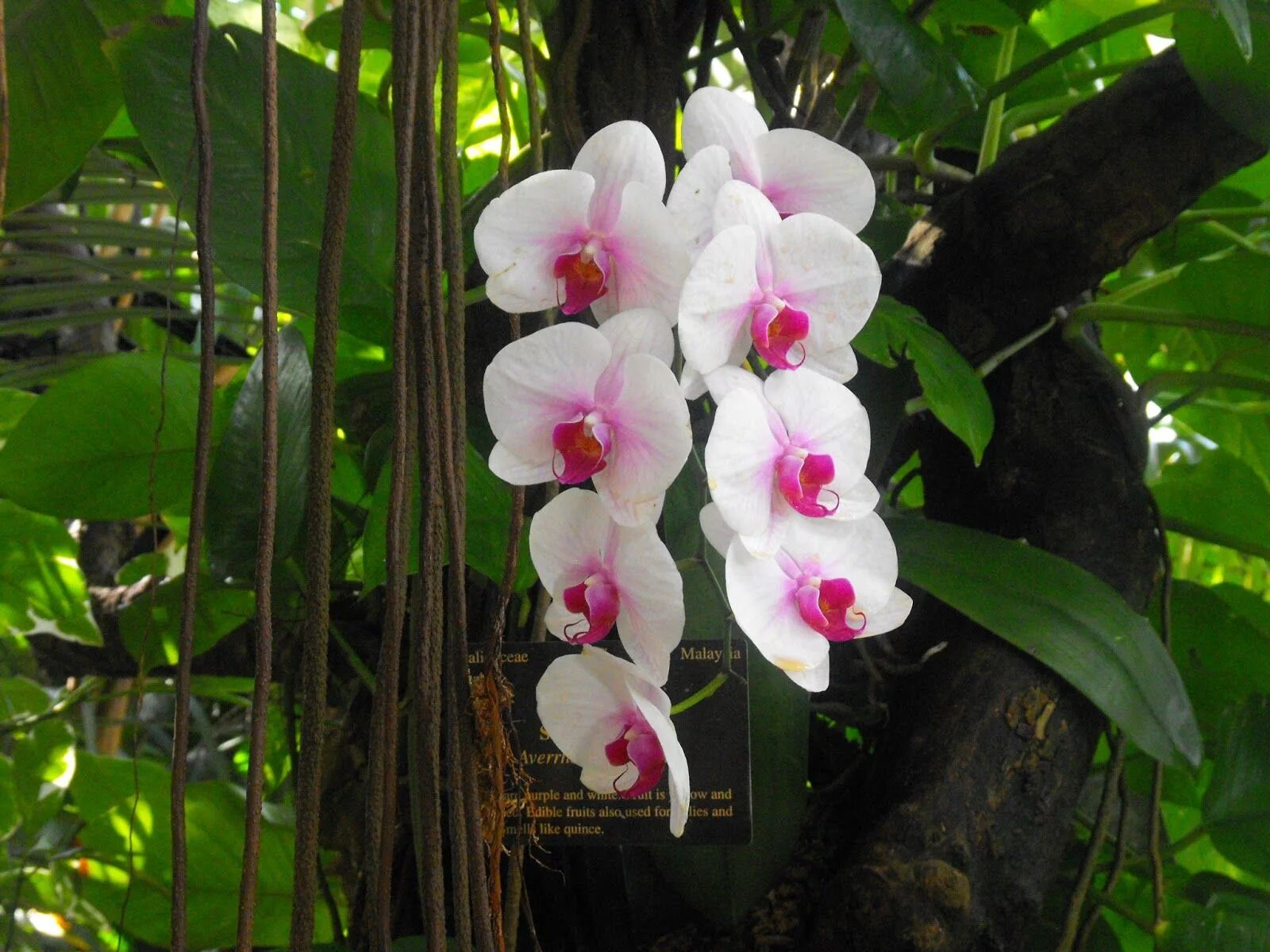 Лесная орхидея цветок фото Land Yachters Extraordinaire: Rain Forest In Texas Orchids, Beautiful orchids, F