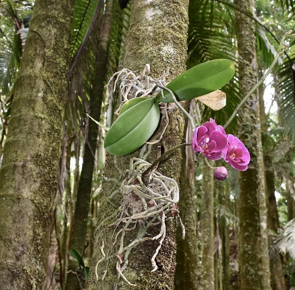 Лесная орхидея цветок фото Orchids, attached to palm tree trunks, throughout the gard. Flickr