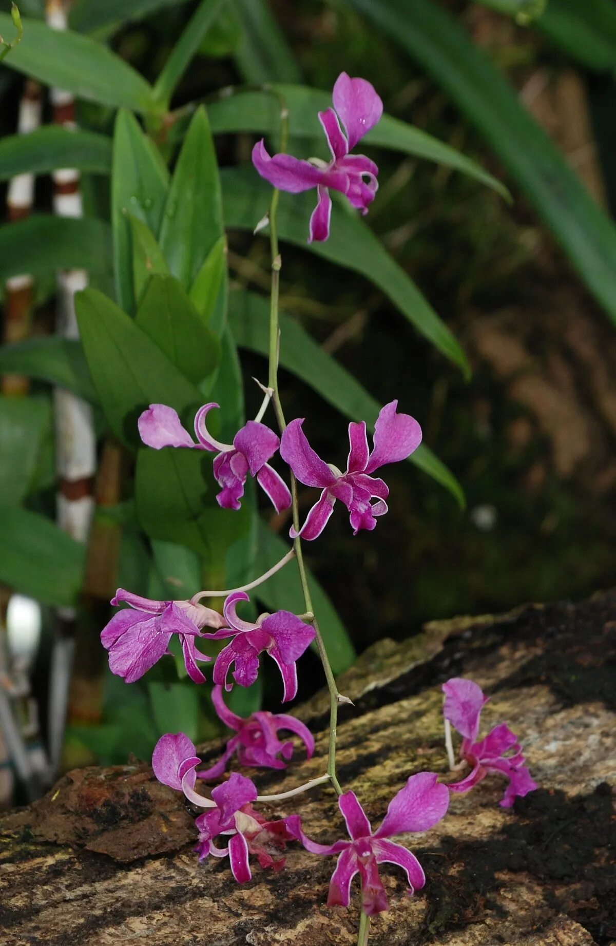 Лесная орхидея цветок фото Gambar : menanam, ungu, botani, Flora, anggrek, bunga liar, Daun-daun, tanaman b