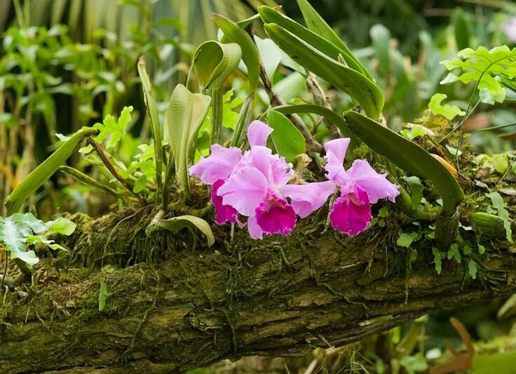 Лесная орхидея цветок фото Here’s What Your Favorite Houseplants Look Like in the Wild Orchid plant care, O