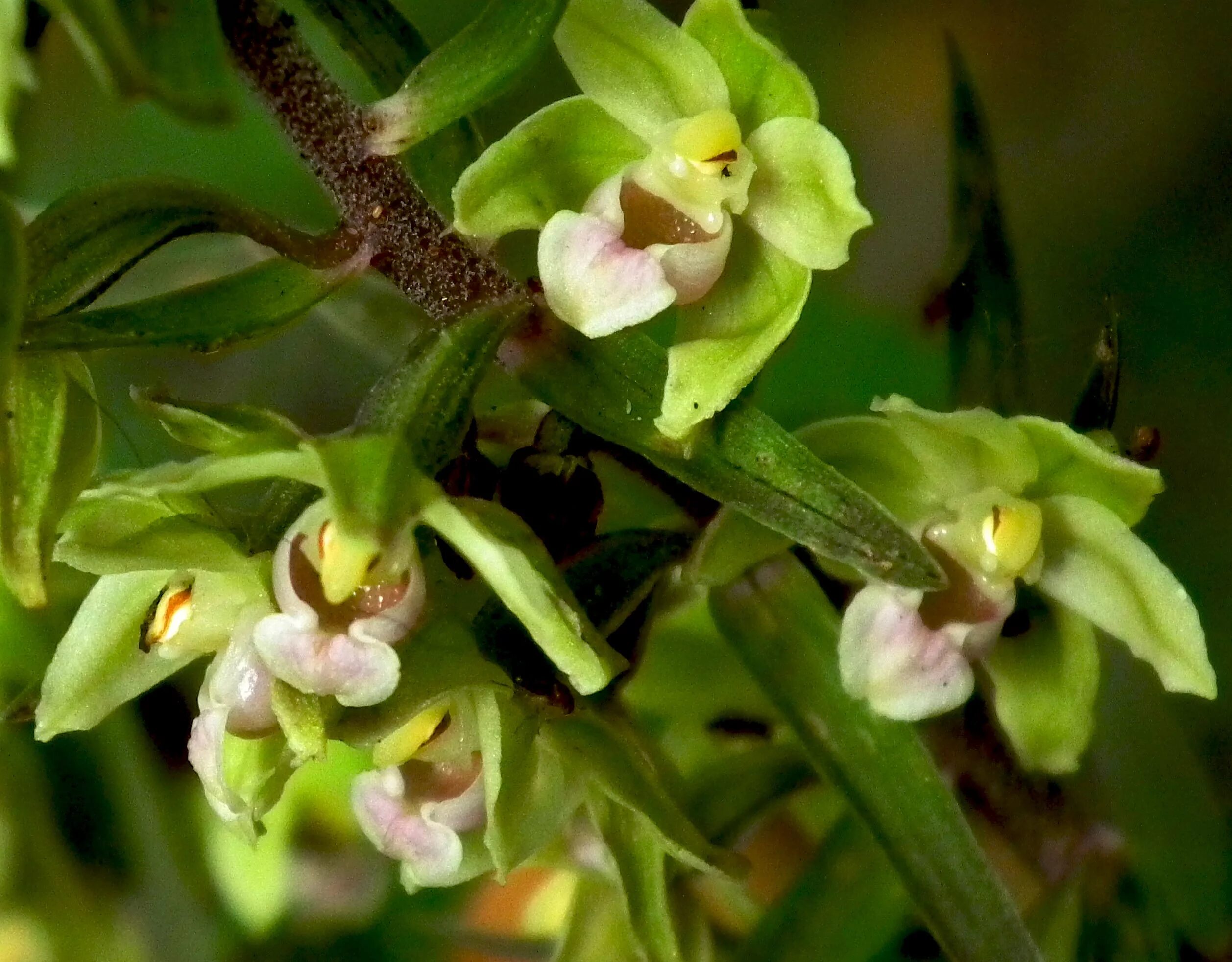 Лесная орхидея цветок фото Free photo: Wild Orchid - Blooming, Flower, Fragrance - Free Download - Jooinn