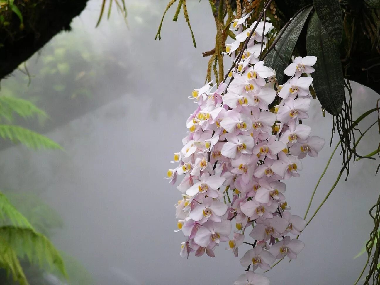 Лесная орхидея цветок фото и описание Orchids Beautiful orchids, Orchids, Orchid care