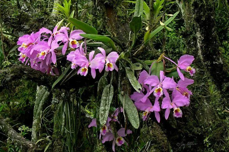Лесная орхидея цветок фото и описание Cattleya mossia in natural habitat near Guanare, Venezuela Орхидеи, Орхидея, Ком