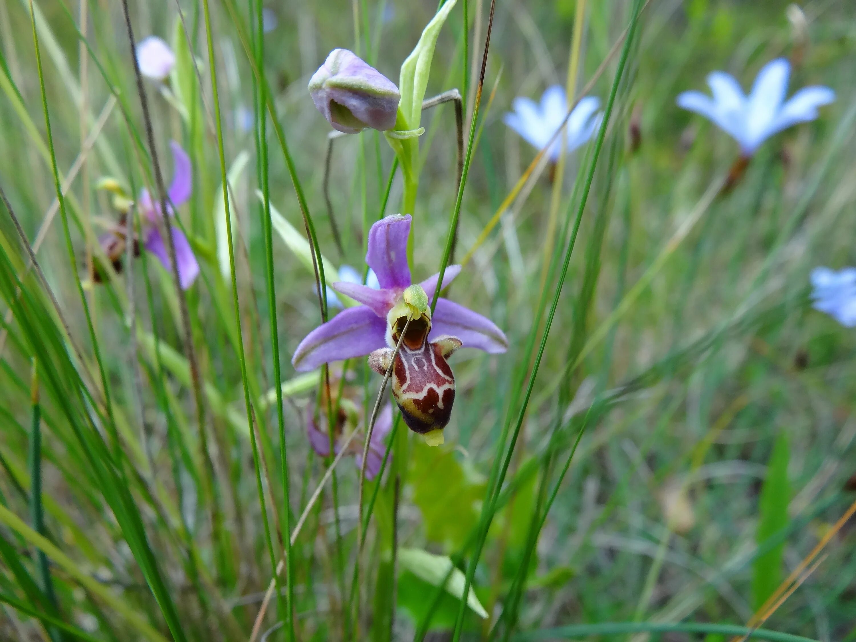 Лесная орхидея цветок фото и описание Orchid Scrubland Herald flowers free image download