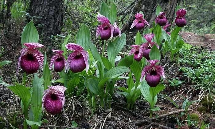 Лесная орхидея цветок фото и описание Cypripedium tibeticum, a highly variable Chinese lady slipper orchid Lady slippe