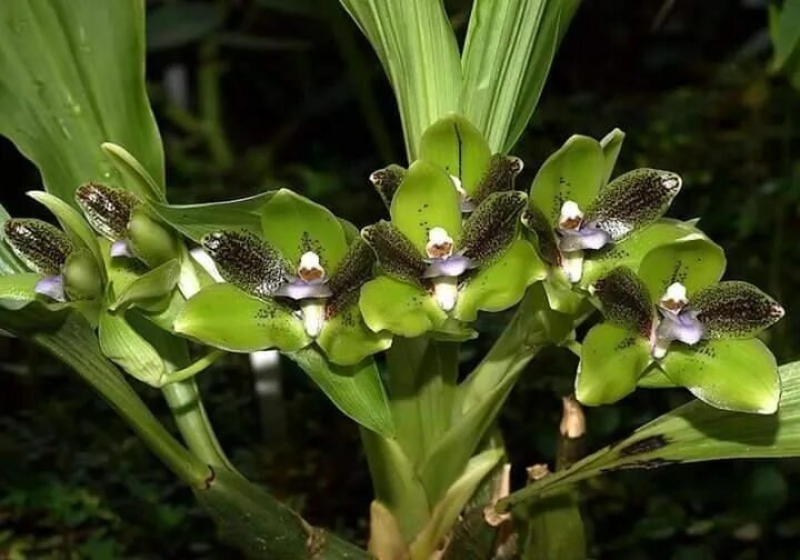 Лесная орхидея цветок фото и описание Pin by Olinda Lopes Almeida on ORQUÍDEAS Orchids, Plants, Garden