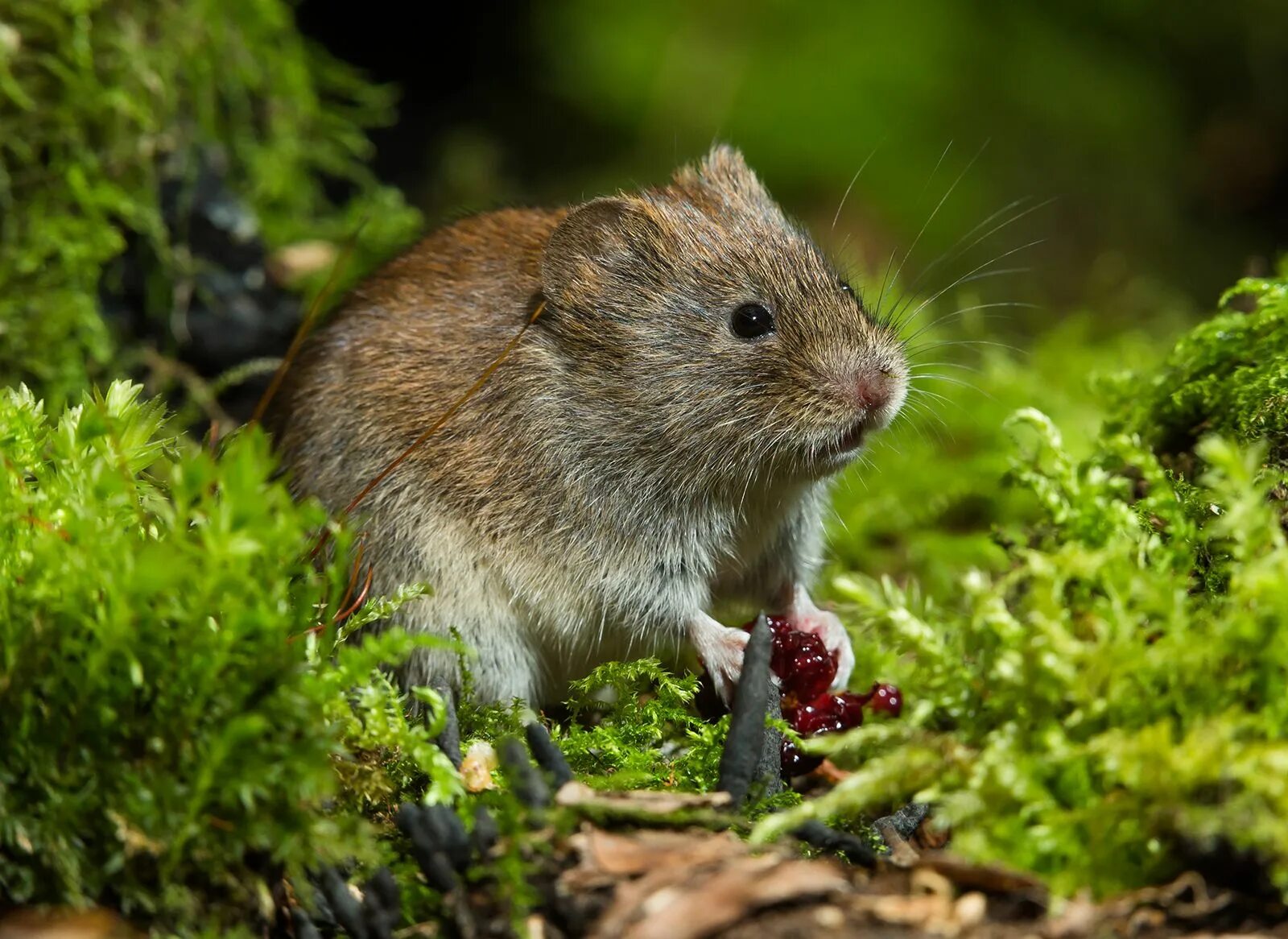 Лесная полевка фото vole summary Britannica