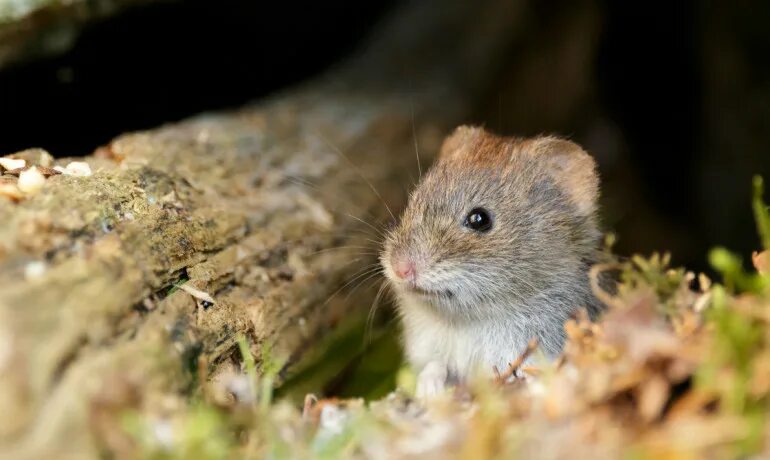 Лесная полевка фото Cheaters are not just human-Prairie Voles are too - North Dallas Gazette