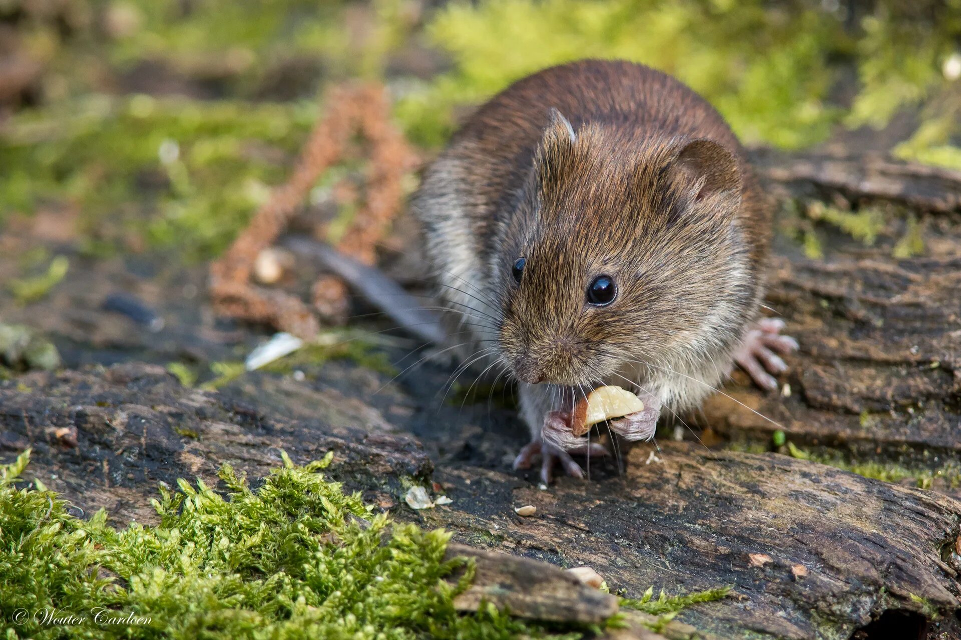 Лесная полевка фото Bank vole - Rosse woelmuis - Myodes glareolus :: Behance