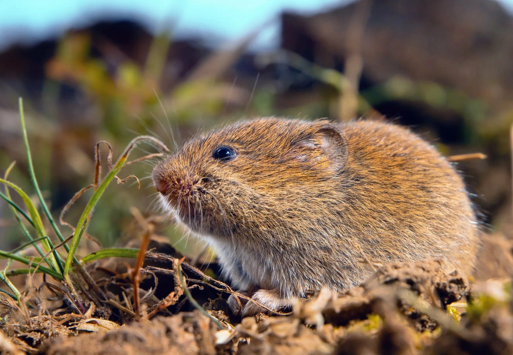 Лесная полевка фото Social stress causes human-like depression in prairie voles - Earth.com