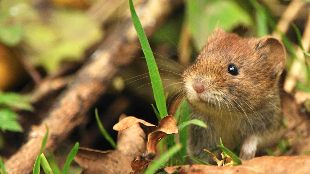 Лесная полевка фото Pin by Amy on Bank vole in 2020 Mammals, Animals, Wildlife