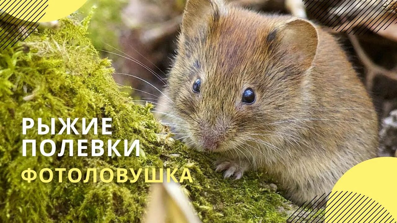Лесная полевка фото Рыжие полевки попали в фотоловушку в нацпарке "Куршская коса" - YouTube