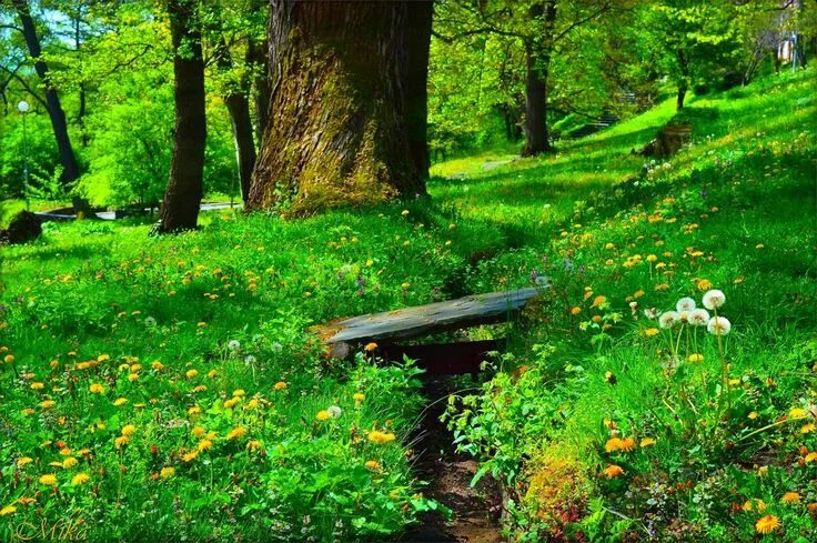 Лесная поляна фото Green by MamaMika on DeviantArt Одуванчики, Природа, Парк