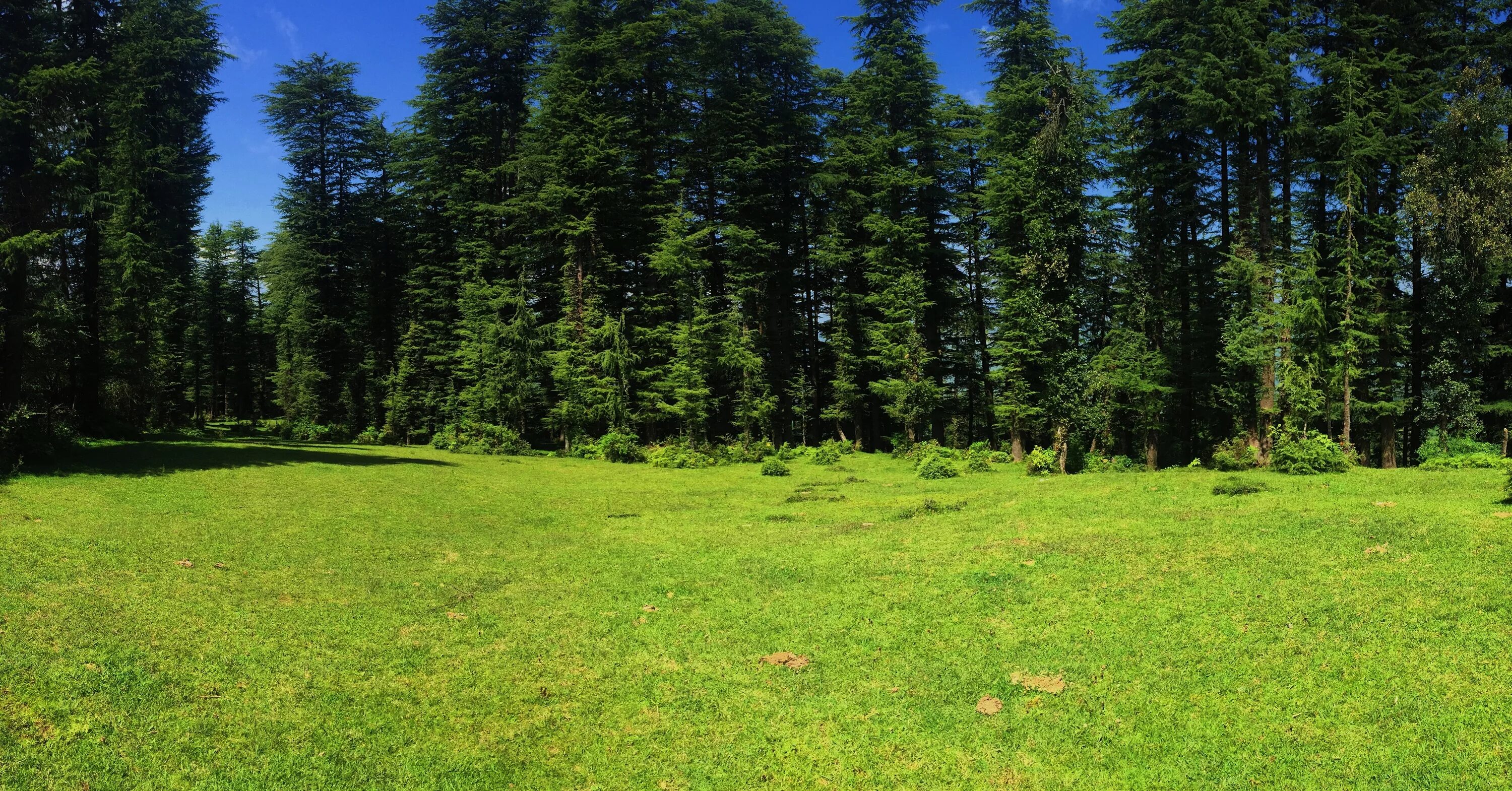 Лесная поляна фото Free Images : landscape, tree, grass, wilderness, trail, meadow, prairie, green,