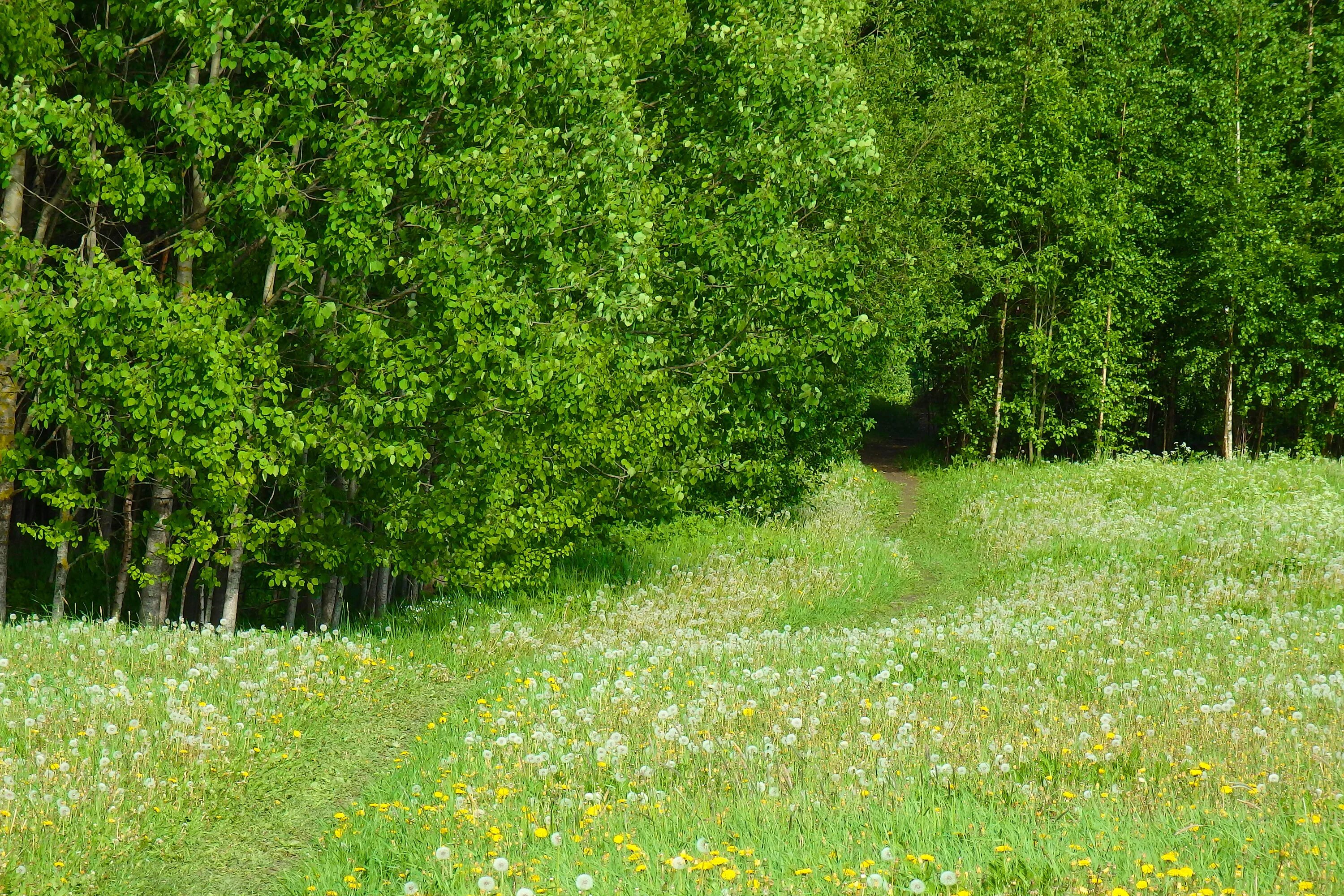 Лесная поляна фото Free Images : tree, nature, path, pathway, field, lawn, meadow, flower, summer, 