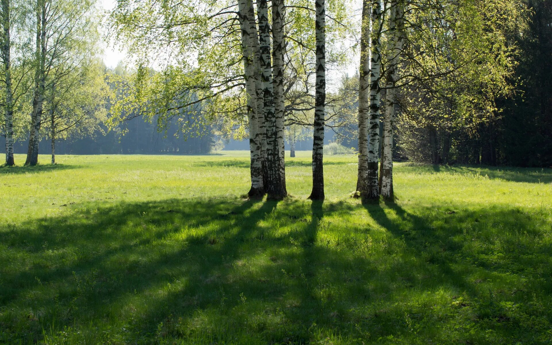 Лесная поляна фото Download wallpaper Spring, sun, Pavlovsk, birch. grass, section nature in resolu