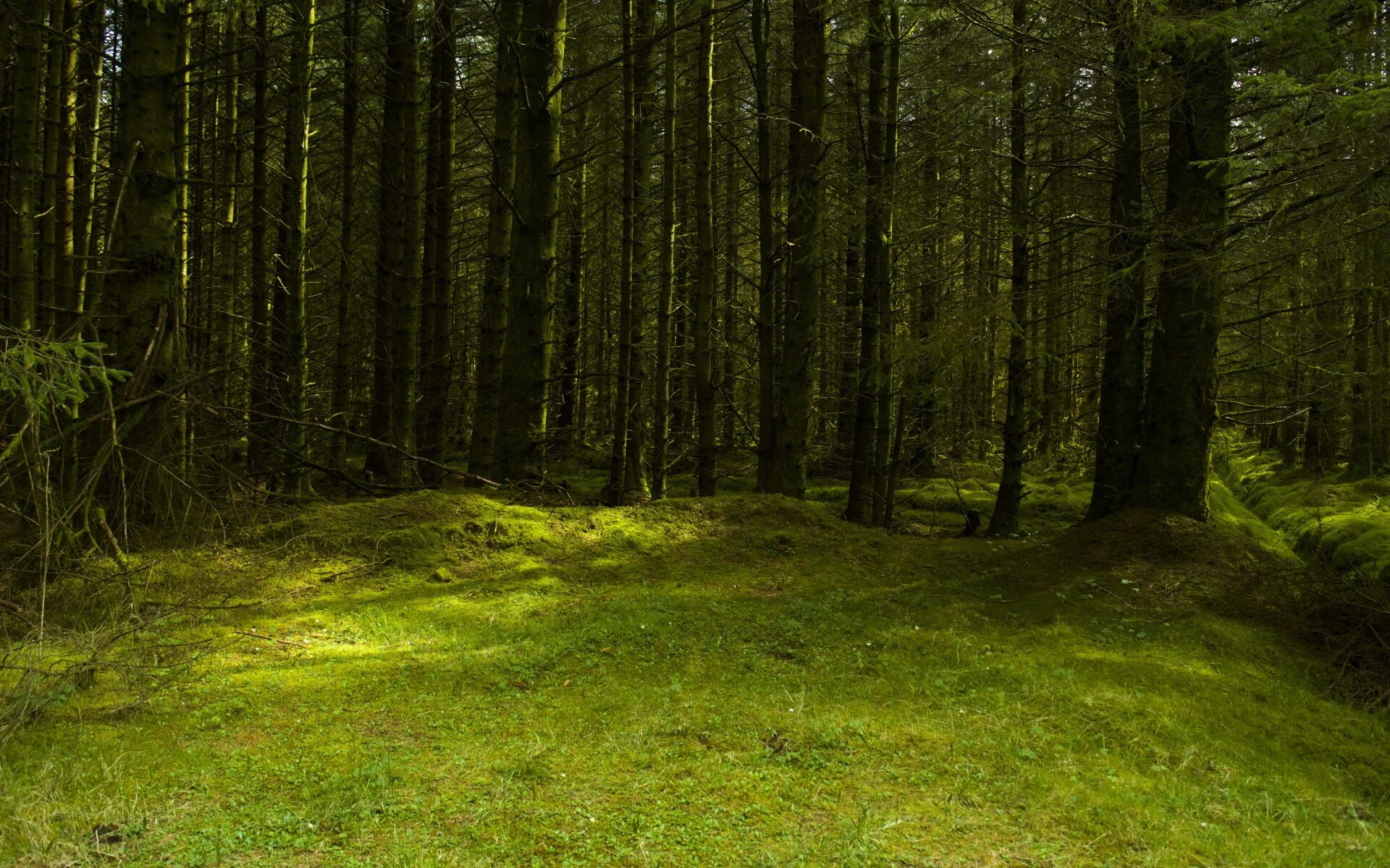 Лесная поляна фото Download wallpaper forest, summer, glade, section nature in resolution 1920x1200
